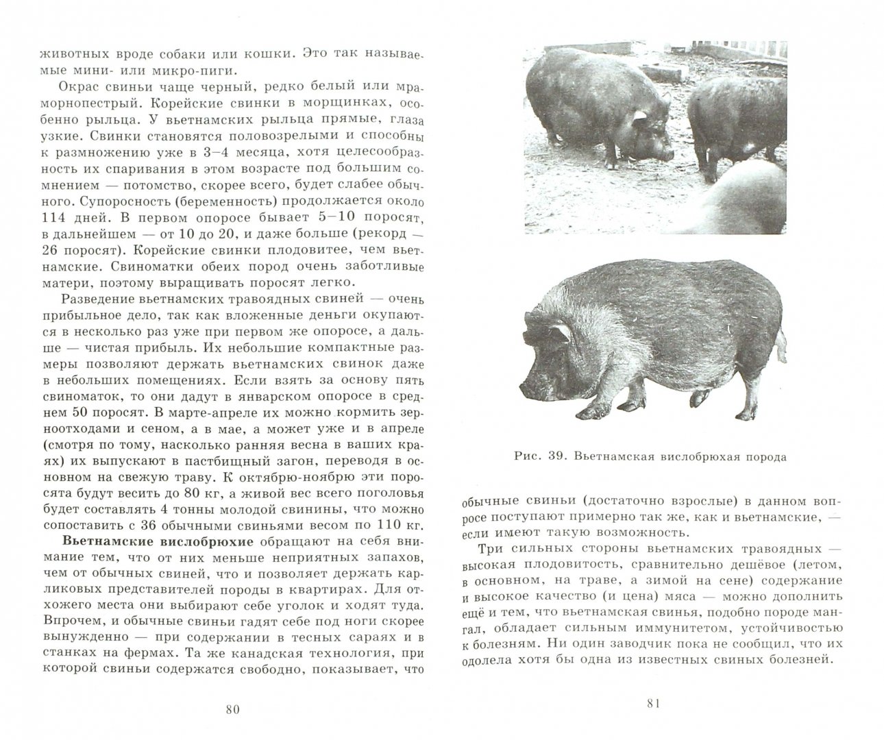 Иллюстрация 1 из 8 для Доходное содержание свиней и поросят в частном хозяйстве - Сергей Малай | Лабиринт - книги. Источник: Лабиринт