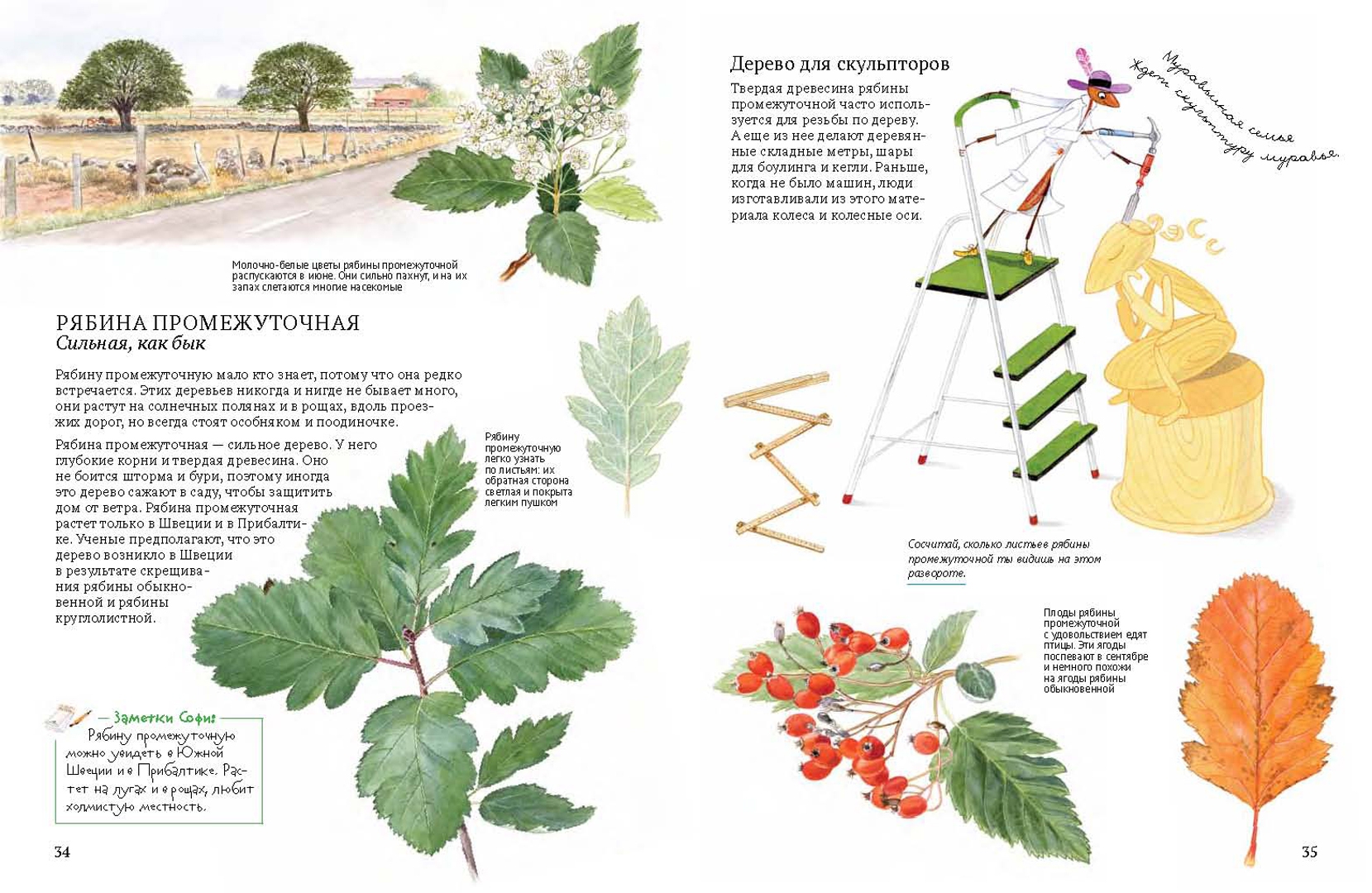 Иллюстрация 11 из 46 для Софи в мире деревьев - Стефан Каста | Лабиринт - книги. Источник: Лабиринт