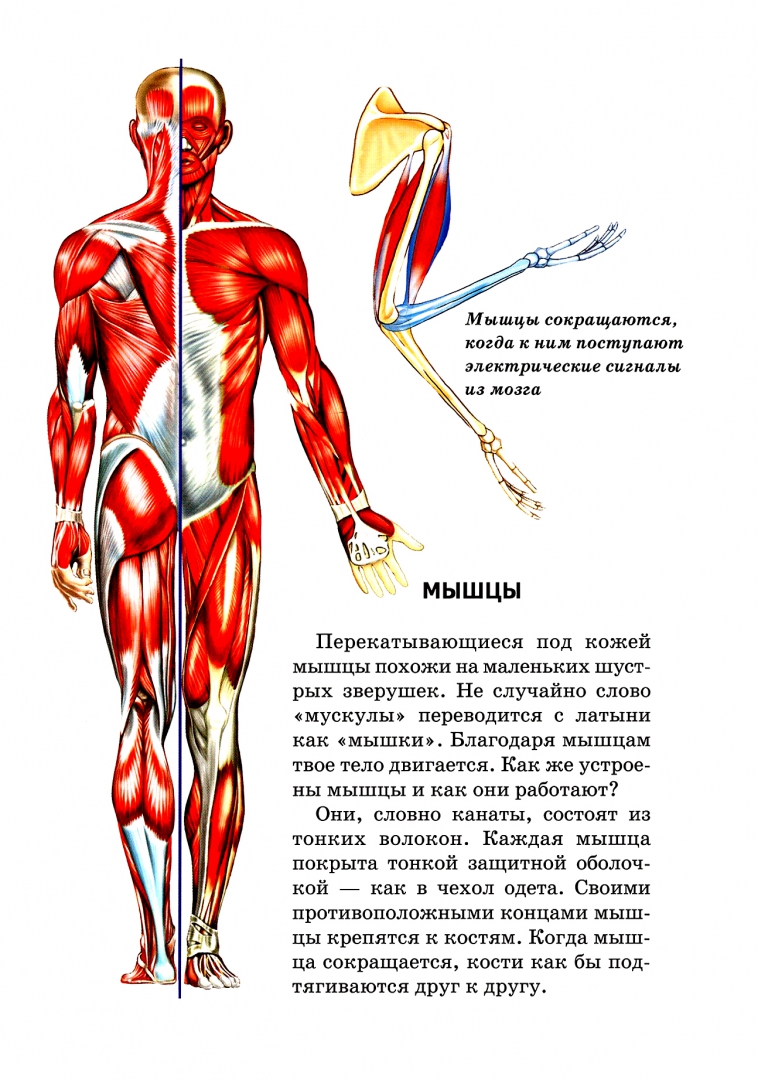 Иллюстрация 2 из 47 для Анатомия человека - Сергей Афонькин | Лабиринт - книги. Источник: Лабиринт