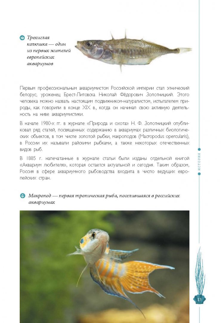 Иллюстрация 11 из 24 для Мой первый аквариум - Александр Очеретний | Лабиринт - книги. Источник: Лабиринт
