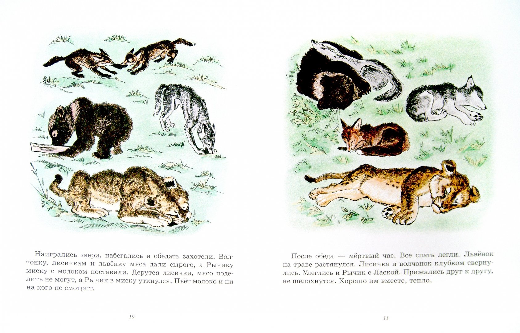 Иллюстрация 1 из 34 для Медвежонок Рычик и его товарищи - Вера Чаплина | Лабиринт - книги. Источник: Лабиринт