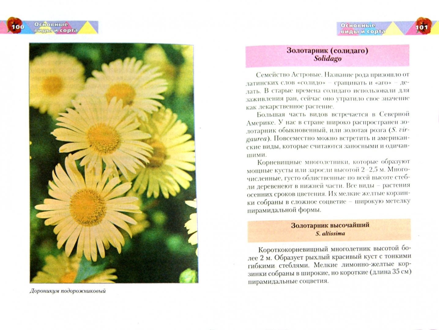 Иллюстрация 1 из 2 для Красивые цветы на вашем участке - Русинова, Карписонова, Вавилова | Лабиринт - книги. Источник: Лабиринт