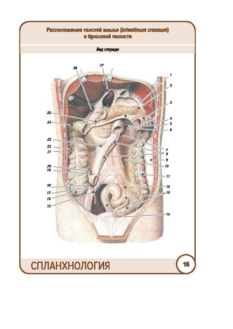 Иллюстрация 6 из 31 для Анатомия человека. Спланхнология. Карточки (49 шт.) - Сапин, Николенко, Тимофеева | Лабиринт - книги. Источник: Лабиринт