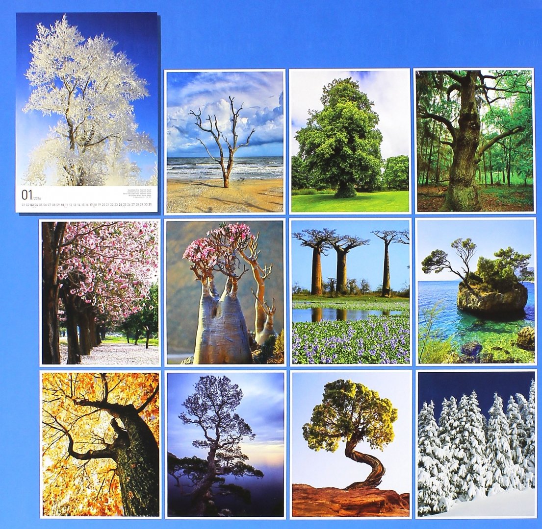Иллюстрация 1 из 2 для Календарь на 2016 год "Деревья", 46х33 см (2847) | Лабиринт - сувениры. Источник: Лабиринт
