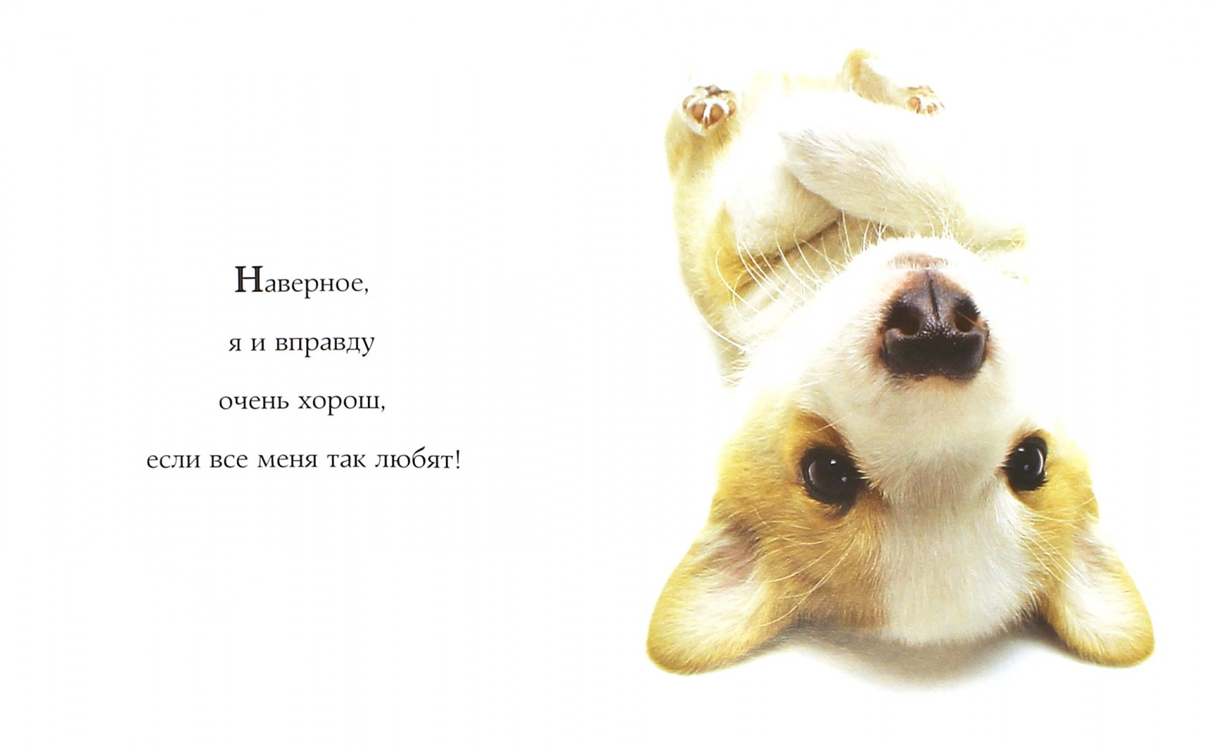 Иллюстрация 1 из 28 для Самые очаровательные собаки | Лабиринт - книги. Источник: Лабиринт