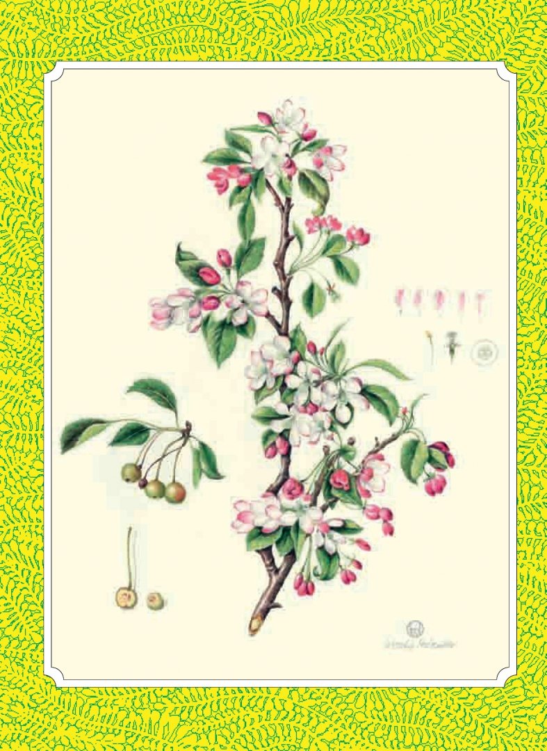 Иллюстрация 5 из 40 для Ботаническая иллюстрация - Венди Холендер | Лабиринт - книги. Источник: Лабиринт