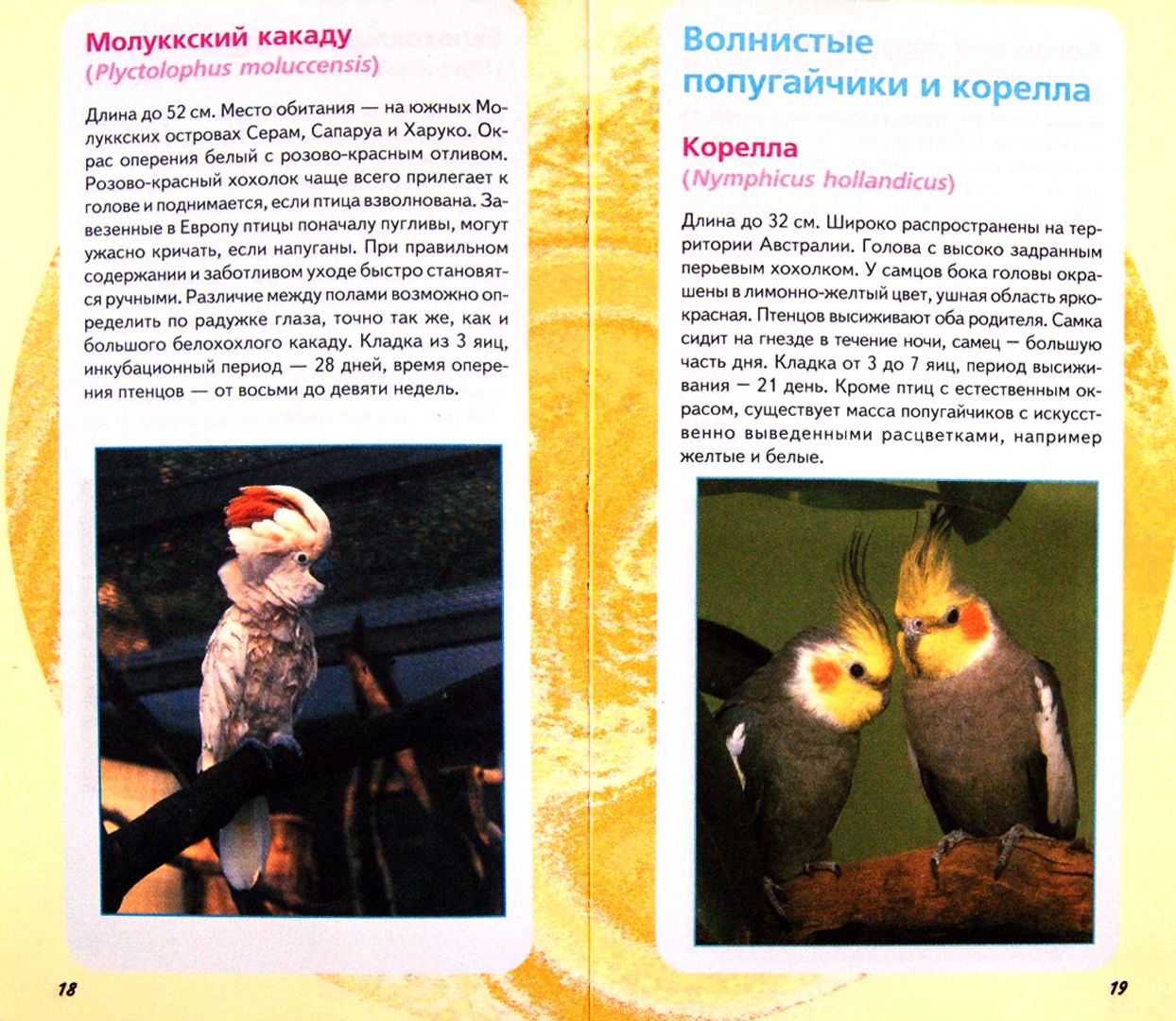 Иллюстрация 1 из 4 для Самые популярные попугаи и попугайчики | Лабиринт - книги. Источник: Лабиринт