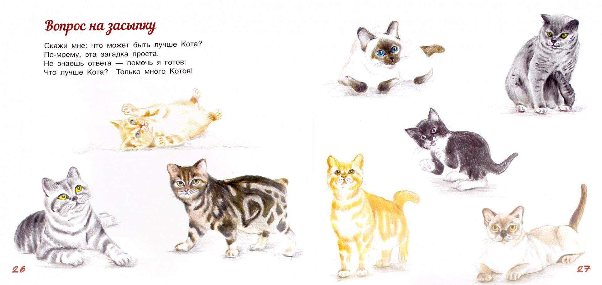 Иллюстрация 1 из 15 для С точки зрения кота - Белкина, Зайцева | Лабиринт - книги. Источник: Лабиринт