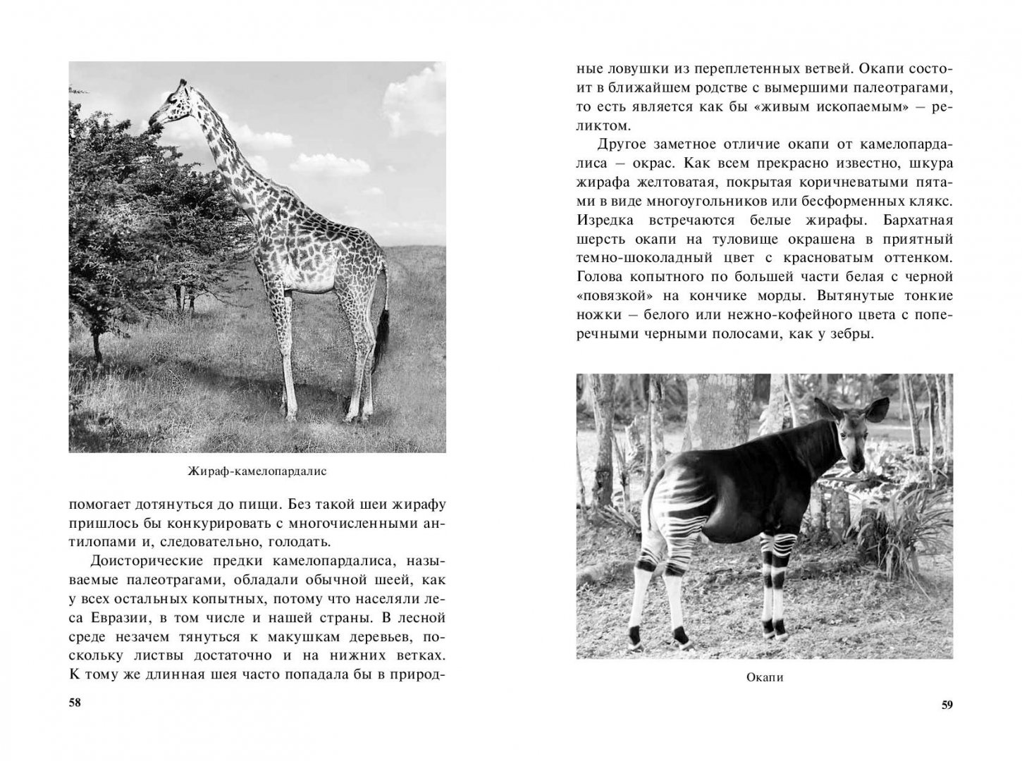 Иллюстрация 9 из 10 для Самые необычные животные - Дмитрий Бердышев | Лабиринт - книги. Источник: Лабиринт