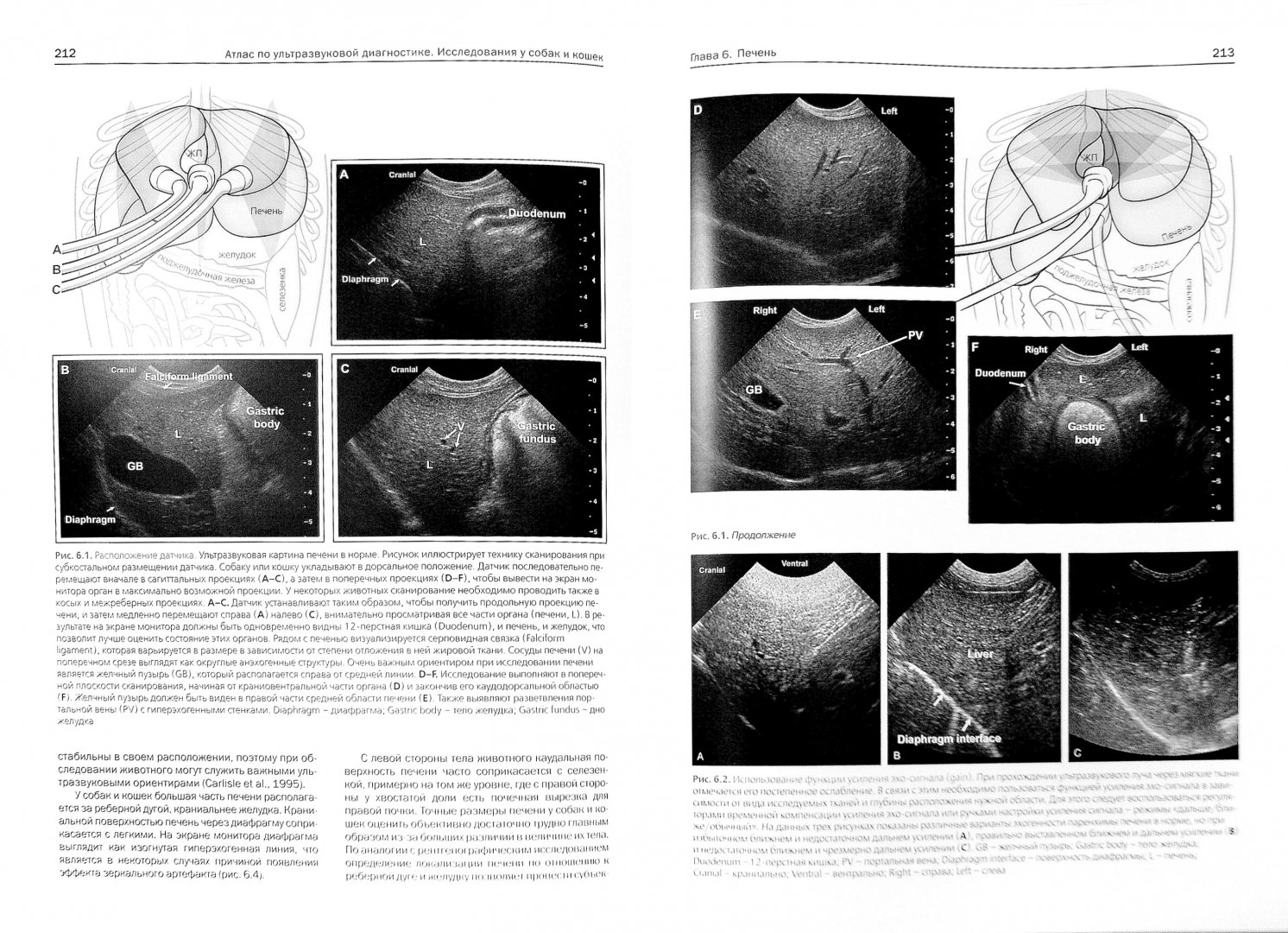 Иллюстрация 1 из 2 для Атлас по ультразвуковой диагностике. Исследования у собак и кошек - Пенник, Д`Анжу | Лабиринт - книги. Источник: Лабиринт