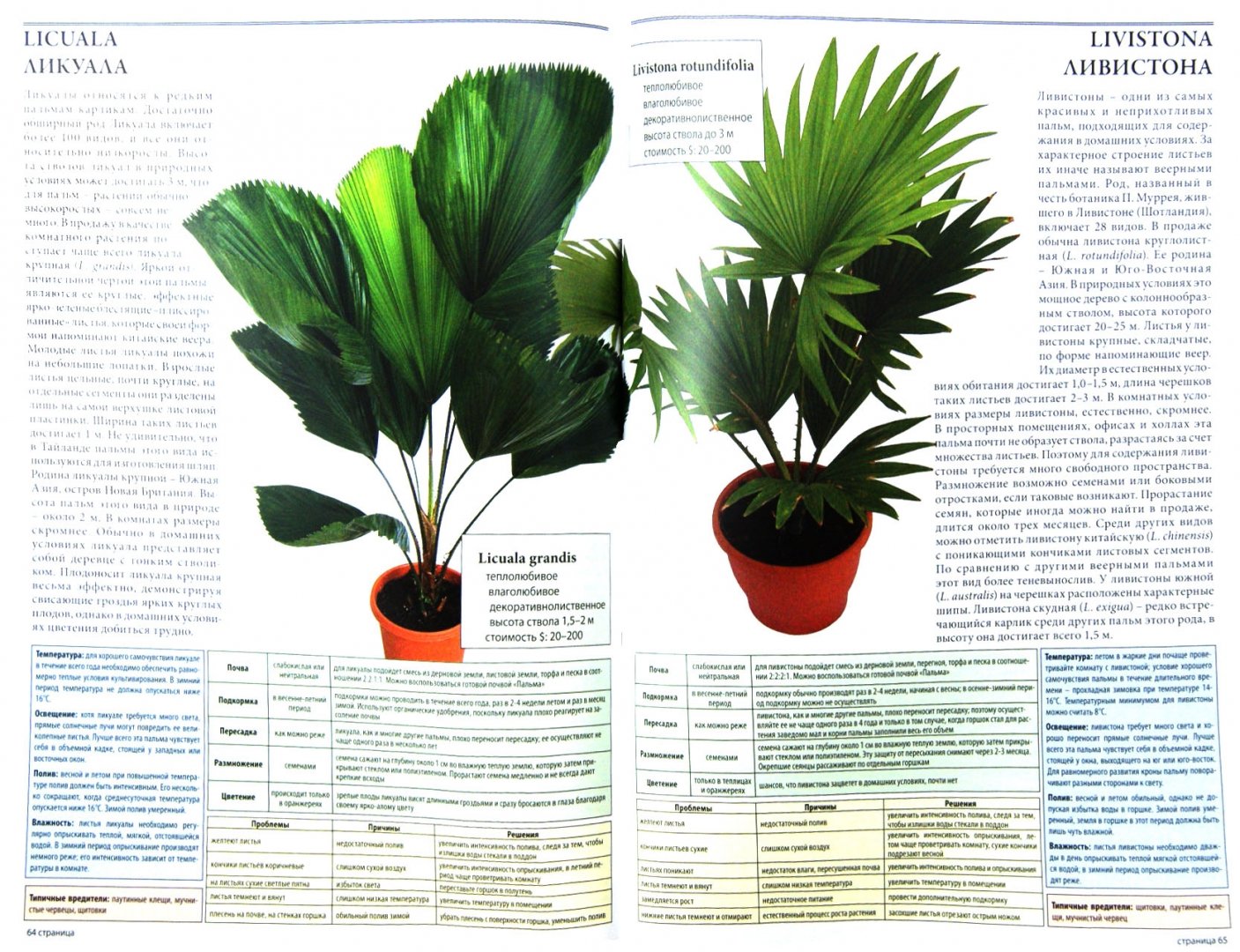 Иллюстрация 1 из 12 для Все о лучших комнатных растениях - Ван дер Неер Ян | Лабиринт - книги. Источник: Лабиринт