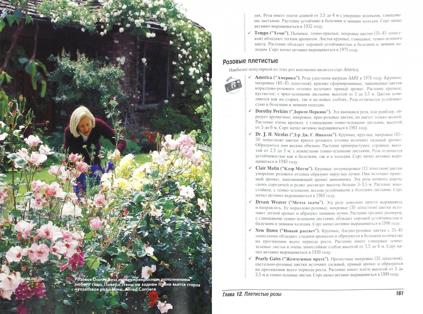 Иллюстрация 1 из 7 для Выращивание роз для чайников - Лэнс Уолхайм | Лабиринт - книги. Источник: Лабиринт
