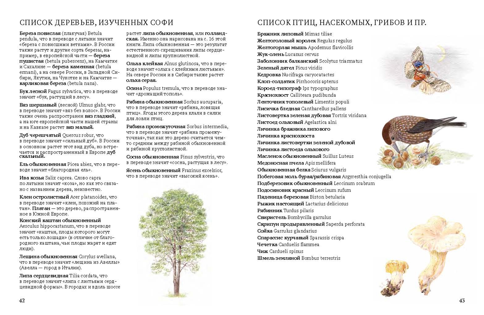 Иллюстрация 16 из 46 для Софи в мире деревьев - Стефан Каста | Лабиринт - книги. Источник: Лабиринт
