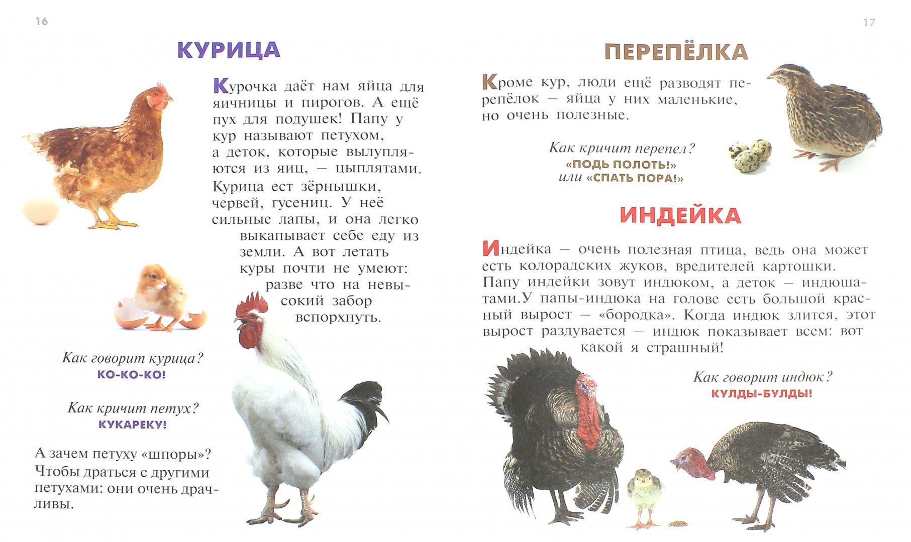 Иллюстрация 1 из 3 для Домашние животные - Петр Волцит | Лабиринт - книги. Источник: Лабиринт