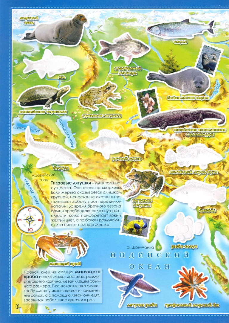Иллюстрация 1 из 22 для Обитатели рек, морей и океанов. Атлас мира с наклейками | Лабиринт - книги. Источник: Лабиринт