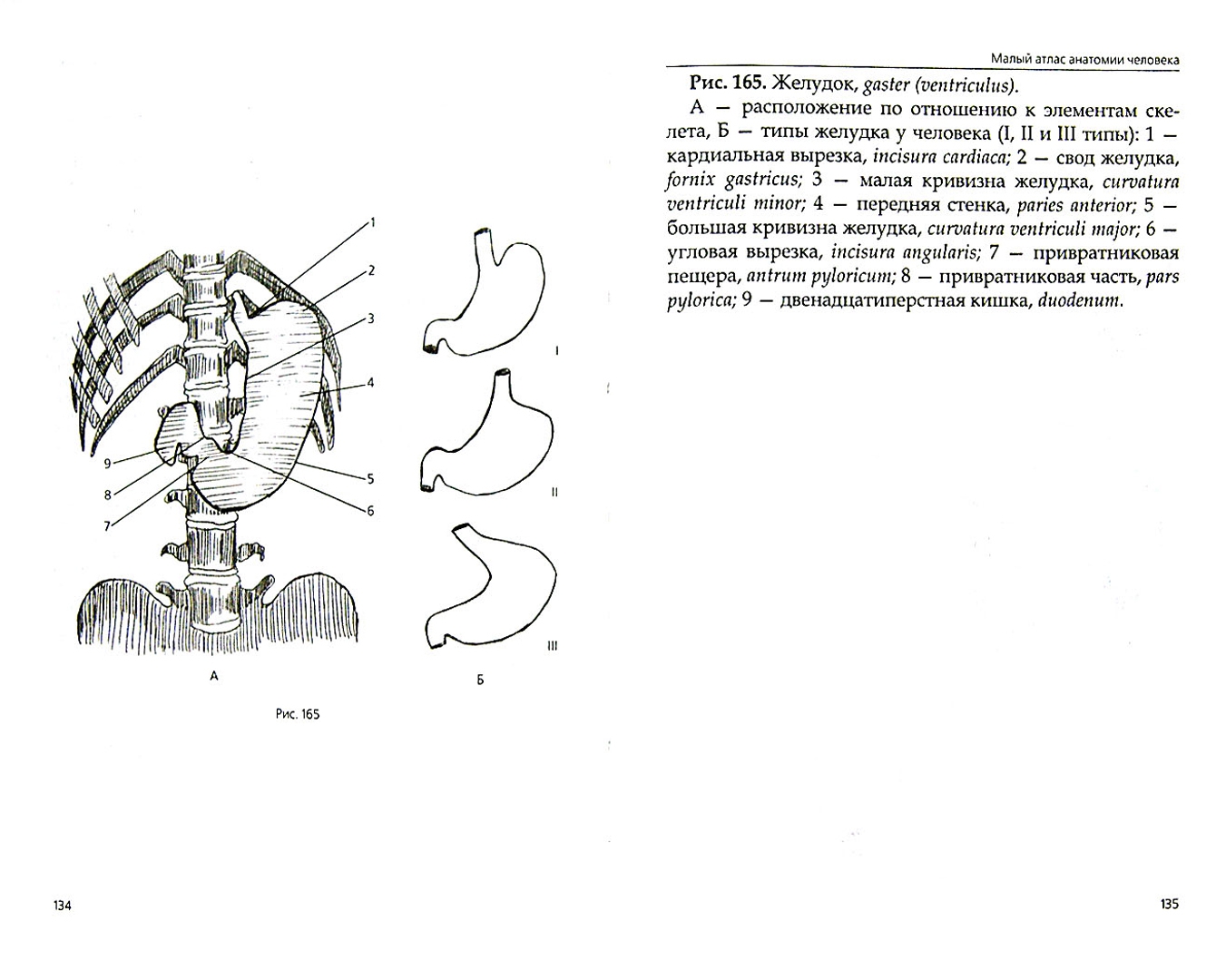 Иллюстрация 1 из 6 для Малый атлас анатомии человека - Т. Селезнева | Лабиринт - книги. Источник: Лабиринт