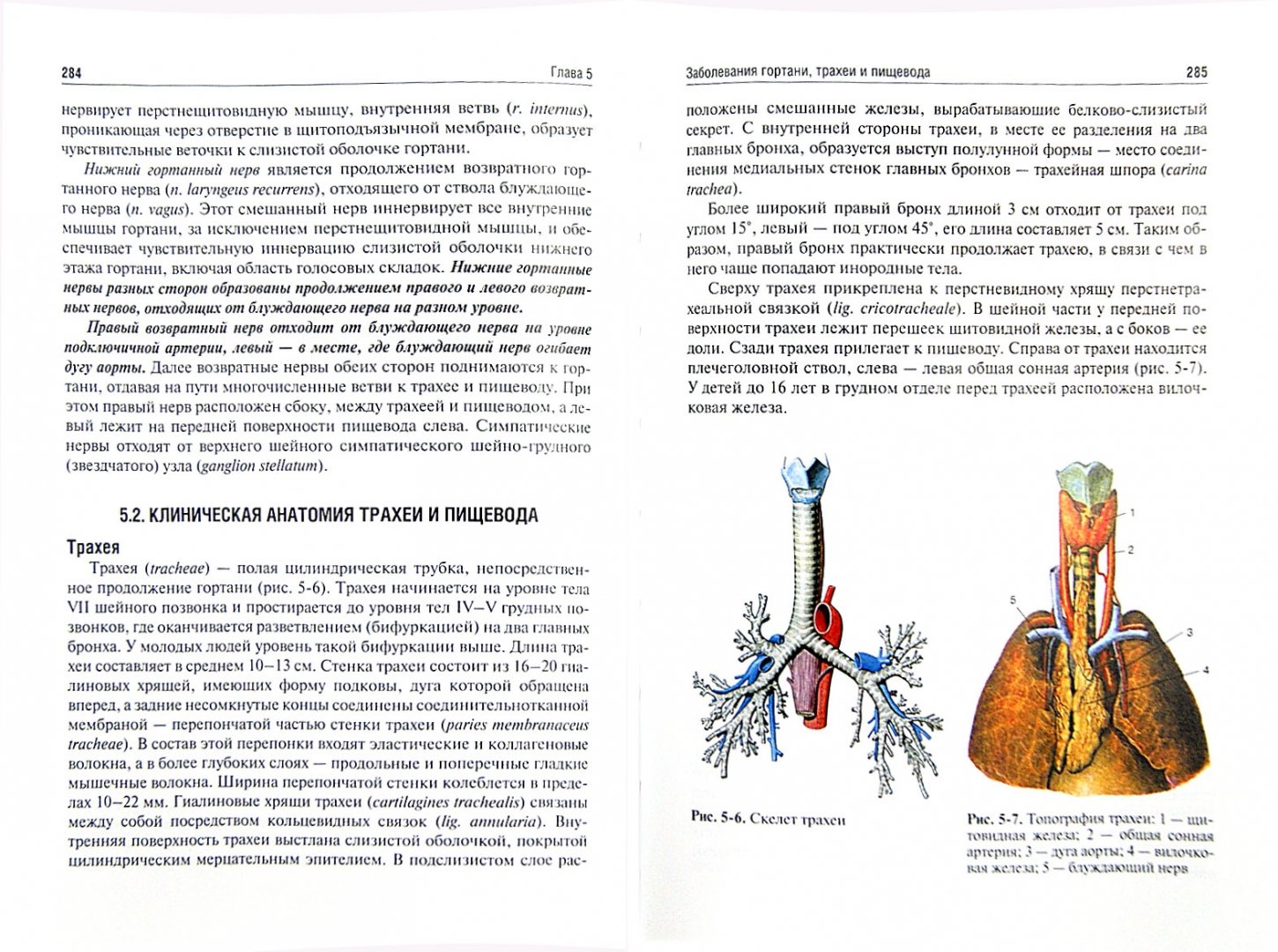 Иллюстрация 1 из 42 для Оториноларингология. Учебник - Пальчун, Лучихин, Магомедов | Лабиринт - книги. Источник: Лабиринт