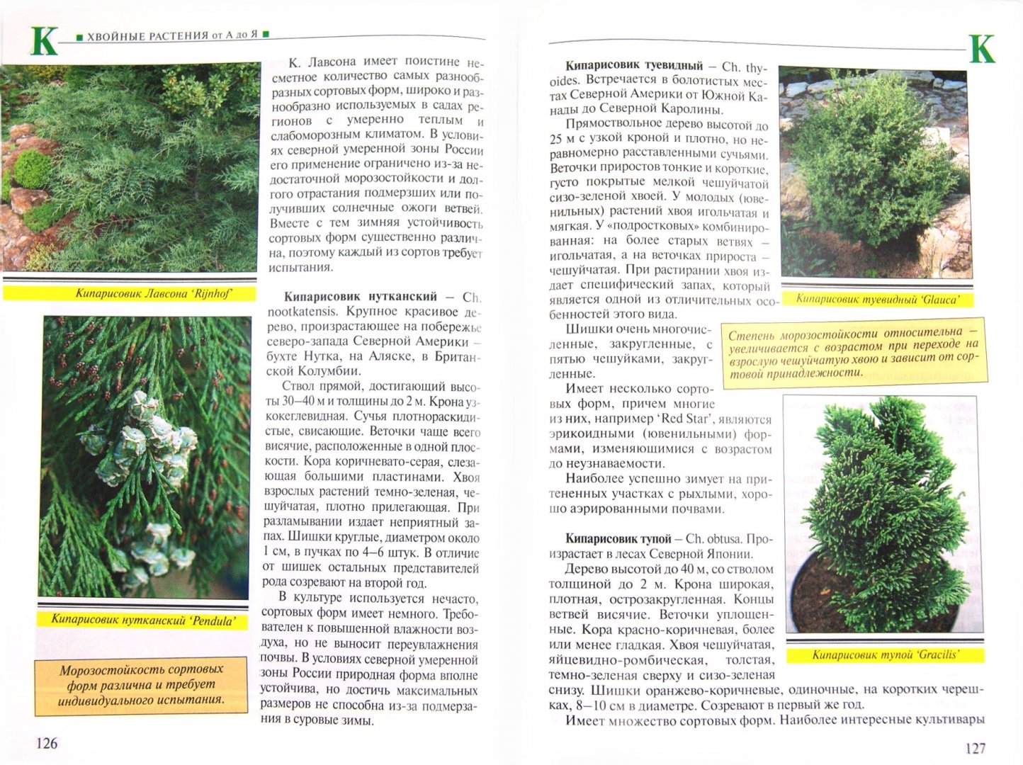 Иллюстрация 1 из 4 для Все хвойные растения - Юрий Марковский | Лабиринт - книги. Источник: Лабиринт