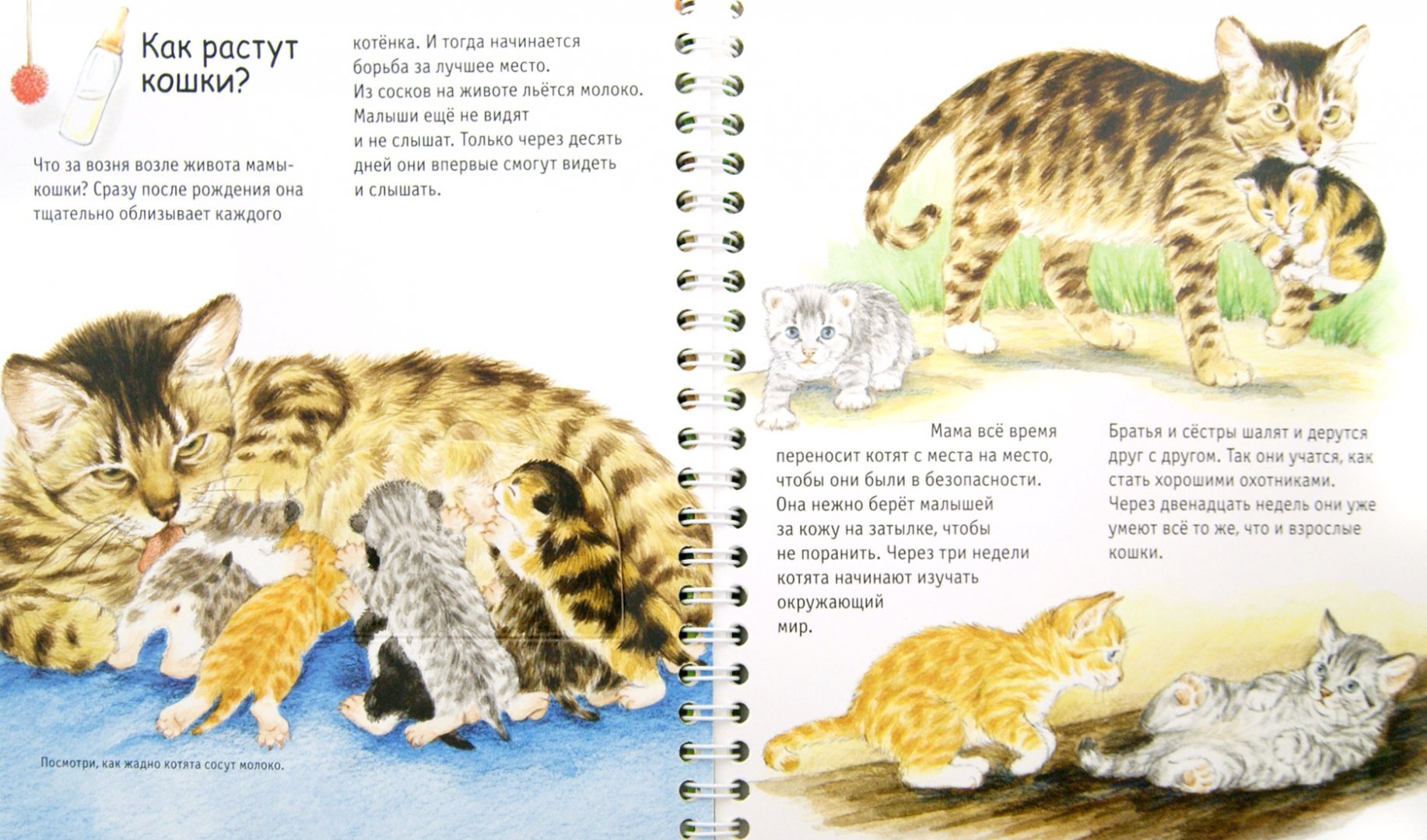 Иллюстрация 1 из 32 для Кошки - Патрисия Меннен | Лабиринт - книги. Источник: Лабиринт