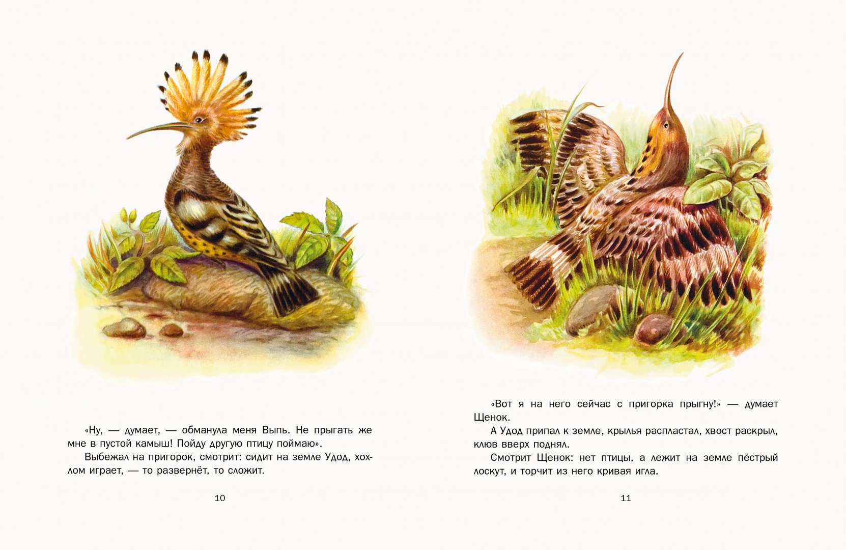 Иллюстрация 1 из 58 для Первая охота - Виталий Бианки | Лабиринт - книги. Источник: Лабиринт