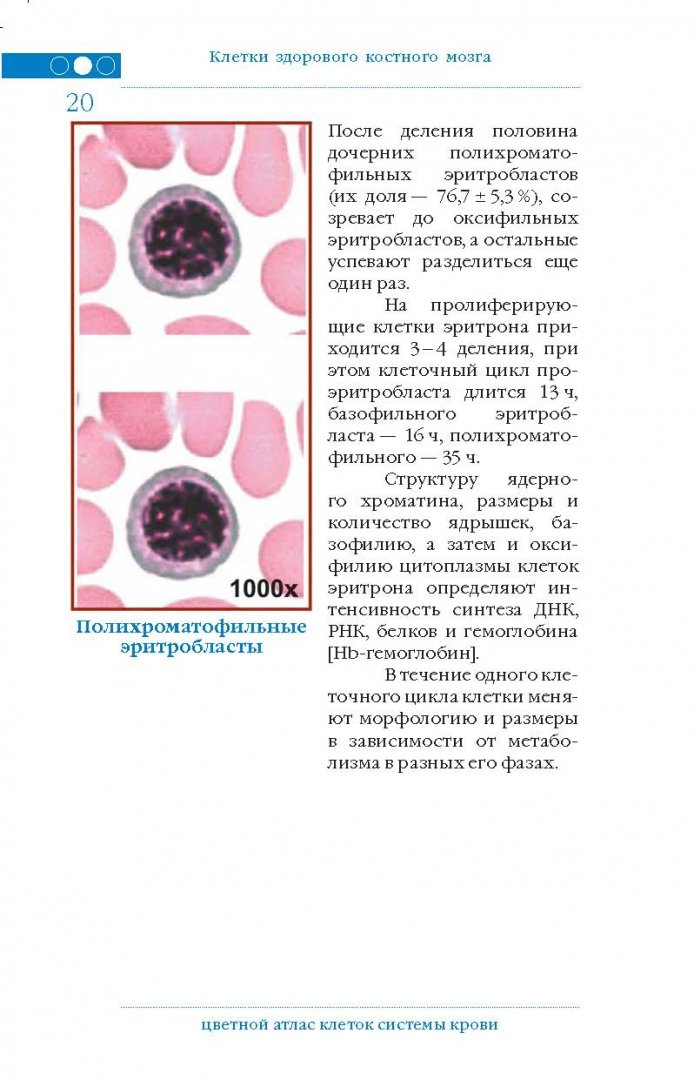 Иллюстрация 8 из 16 для Цветной атлас клеток системы крови - Погорелов, Проценко, Козинец | Лабиринт - книги. Источник: Лабиринт