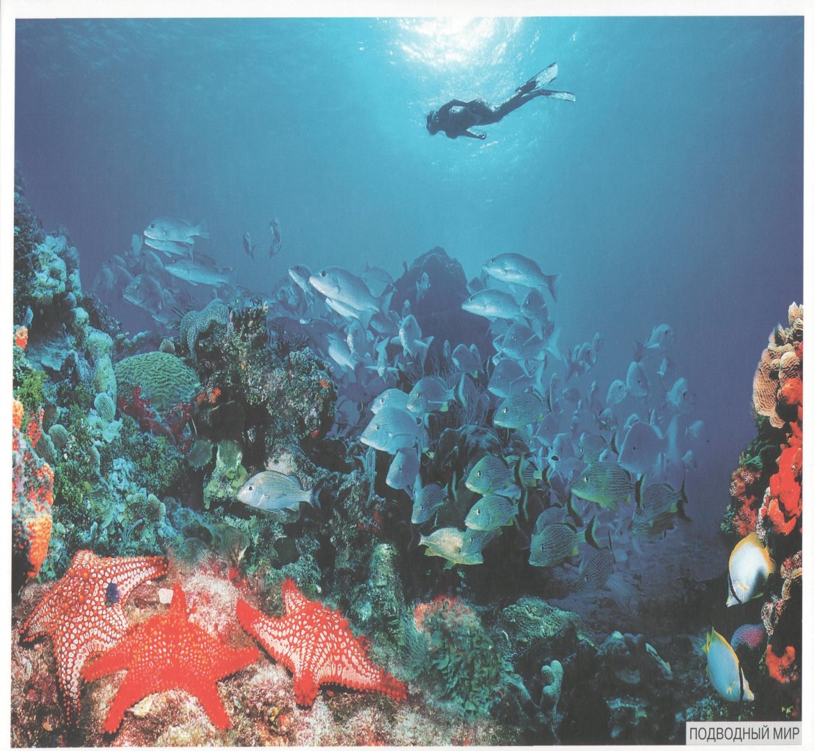 Иллюстрация 1 из 20 для Мир в картинках: Морские обитатели. 3-7 лет | Лабиринт - книги. Источник: Лабиринт