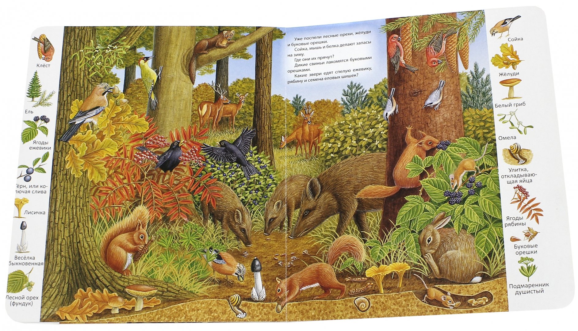 Иллюстрация 2 из 39 для В лесу | Лабиринт - книги. Источник: Лабиринт