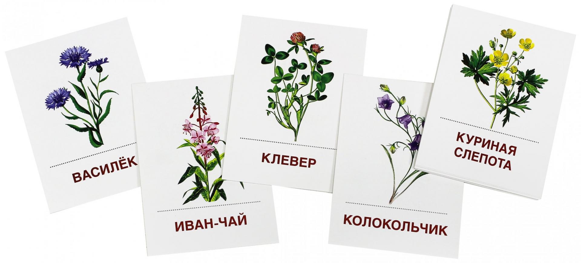 Иллюстрация 2 из 32 для Раздаточные карточки "Цветы полевые" (16 карточек) | Лабиринт - книги. Источник: Лабиринт