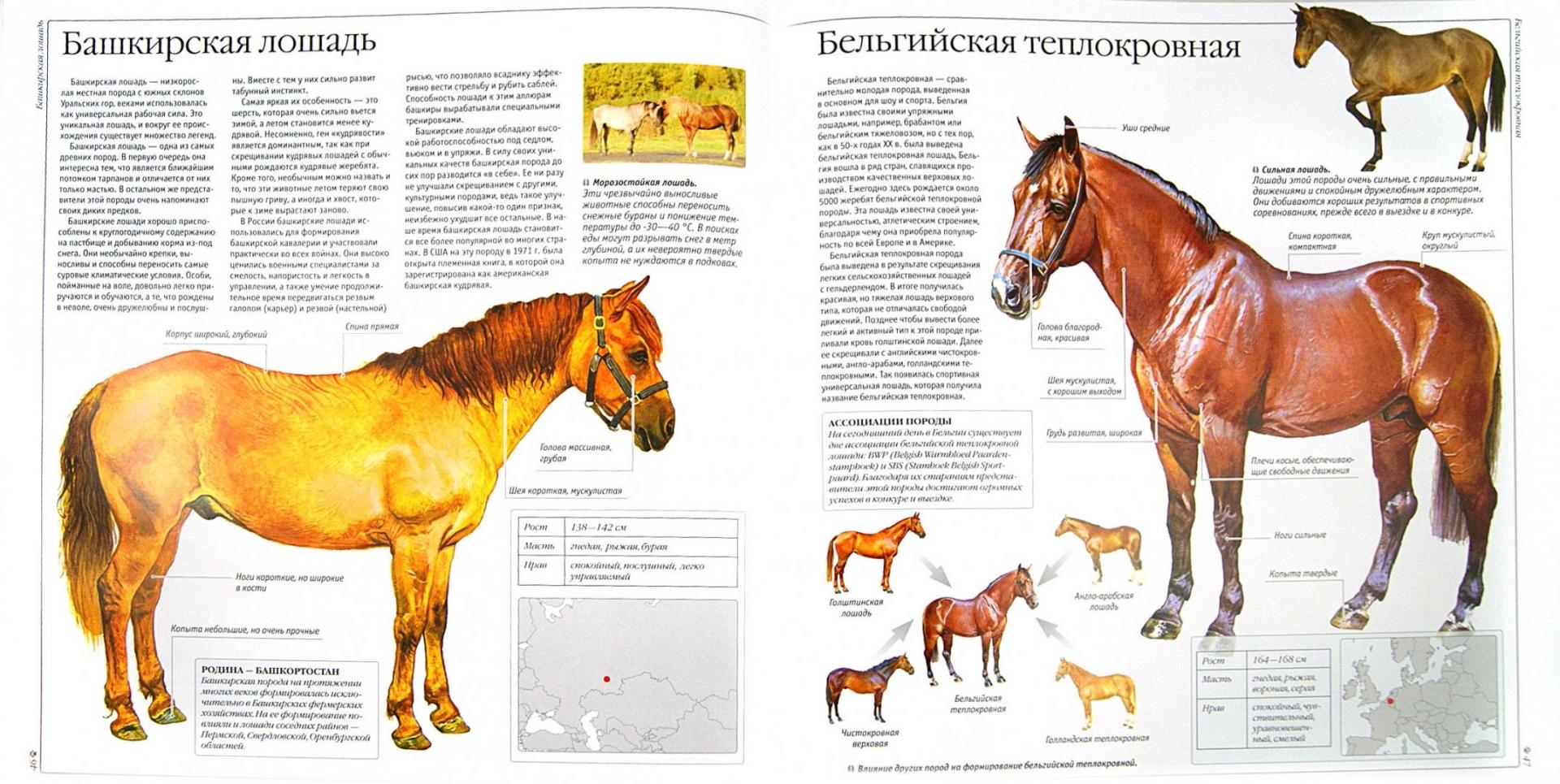 Иллюстрация 1 из 22 для Лошади и пони - Владимир Жабцев | Лабиринт - книги. Источник: Лабиринт