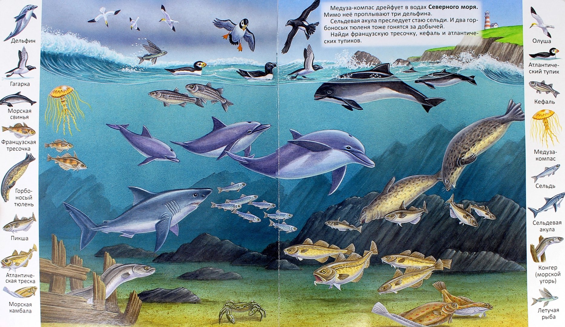 Иллюстрация 1 из 13 для Животные и растения морей и океанов | Лабиринт - книги. Источник: Лабиринт