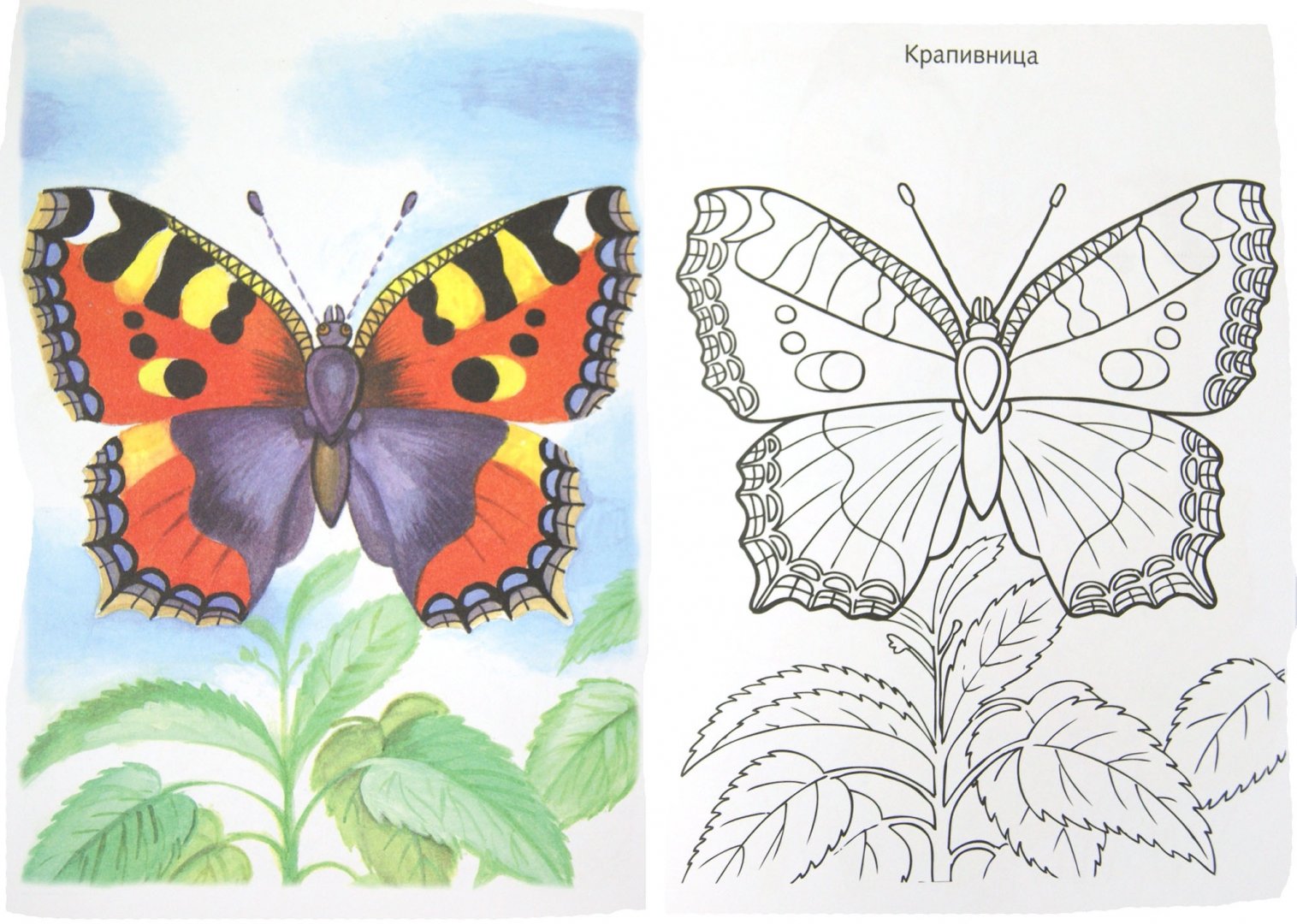 Иллюстрация 1 из 17 для Раскраска "Бабочки" | Лабиринт - книги. Источник: Лабиринт