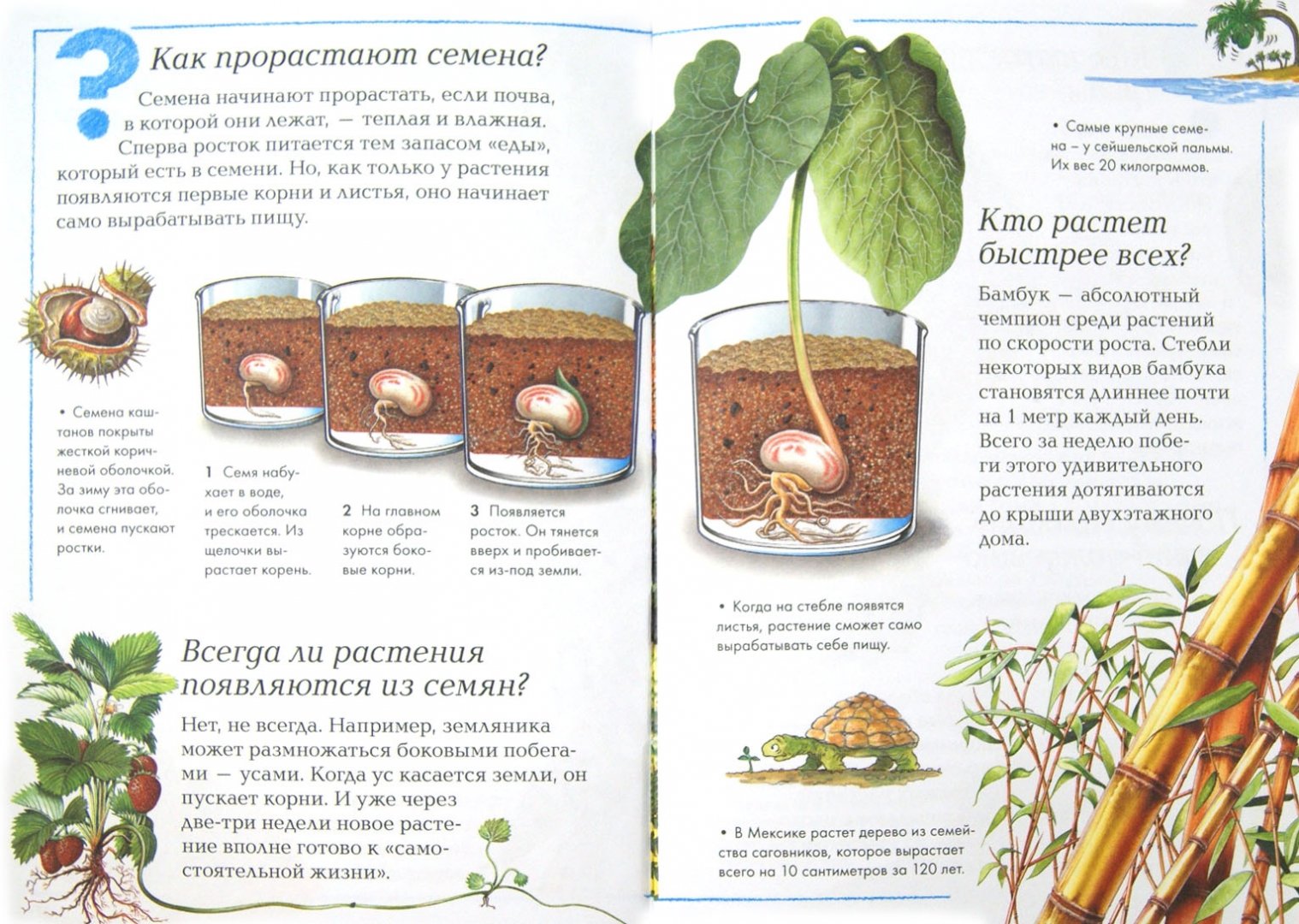 Иллюстрация 1 из 12 для Мир растений | Лабиринт - книги. Источник: Лабиринт