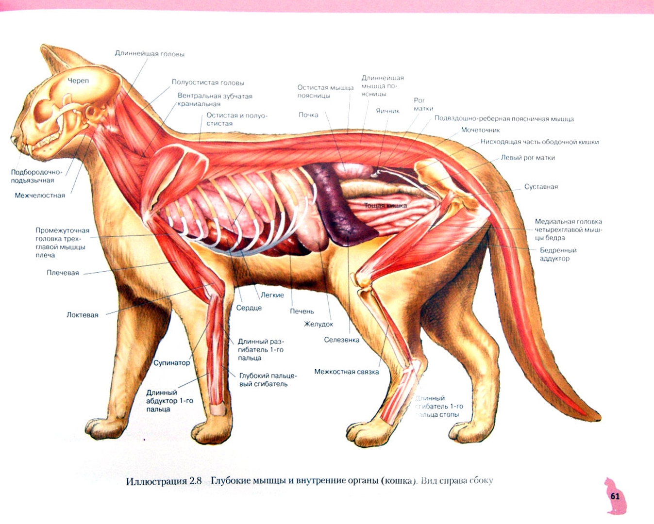 Иллюстрация 1 из 15 для Атлас анатомии мелких домашних животных - Маккракен, Кайнер | Лабиринт - книги. Источник: Лабиринт