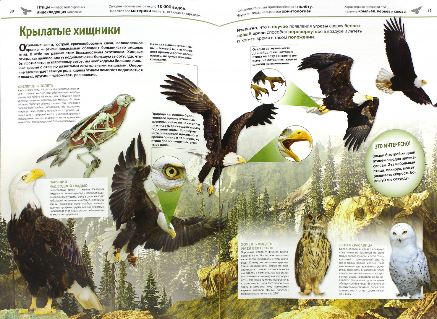 Иллюстрация 1 из 15 для Животные - Ивинская, Мазур | Лабиринт - книги. Источник: Лабиринт