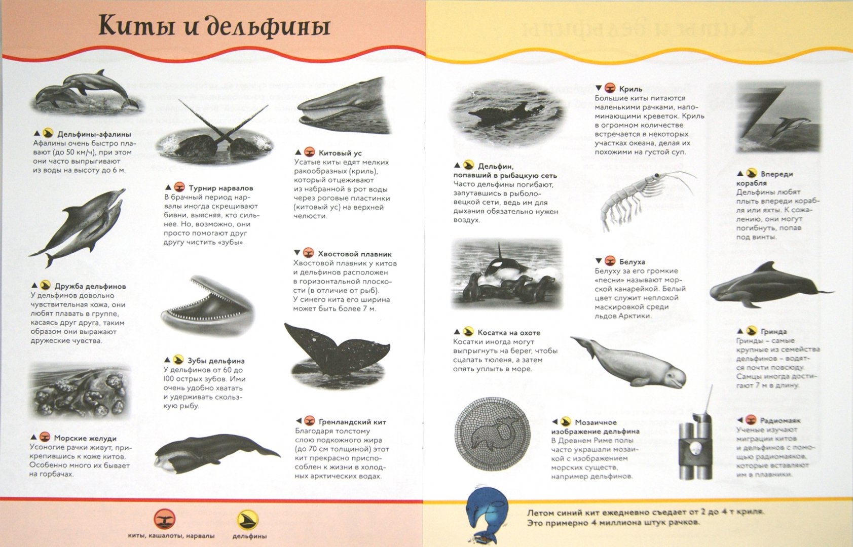 Иллюстрация 1 из 8 для Киты и дельфины | Лабиринт - книги. Источник: Лабиринт