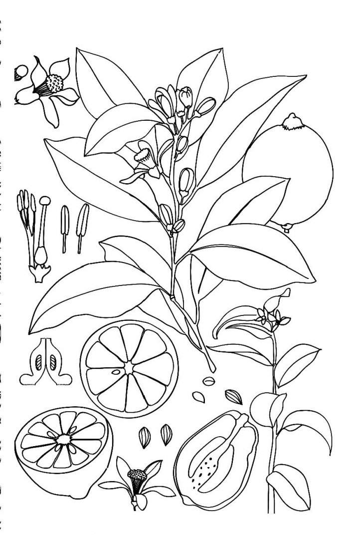 Иллюстрация 9 из 39 для Зачарованный сад. Мини-раскраска-антистресс | Лабиринт - книги. Источник: Лабиринт