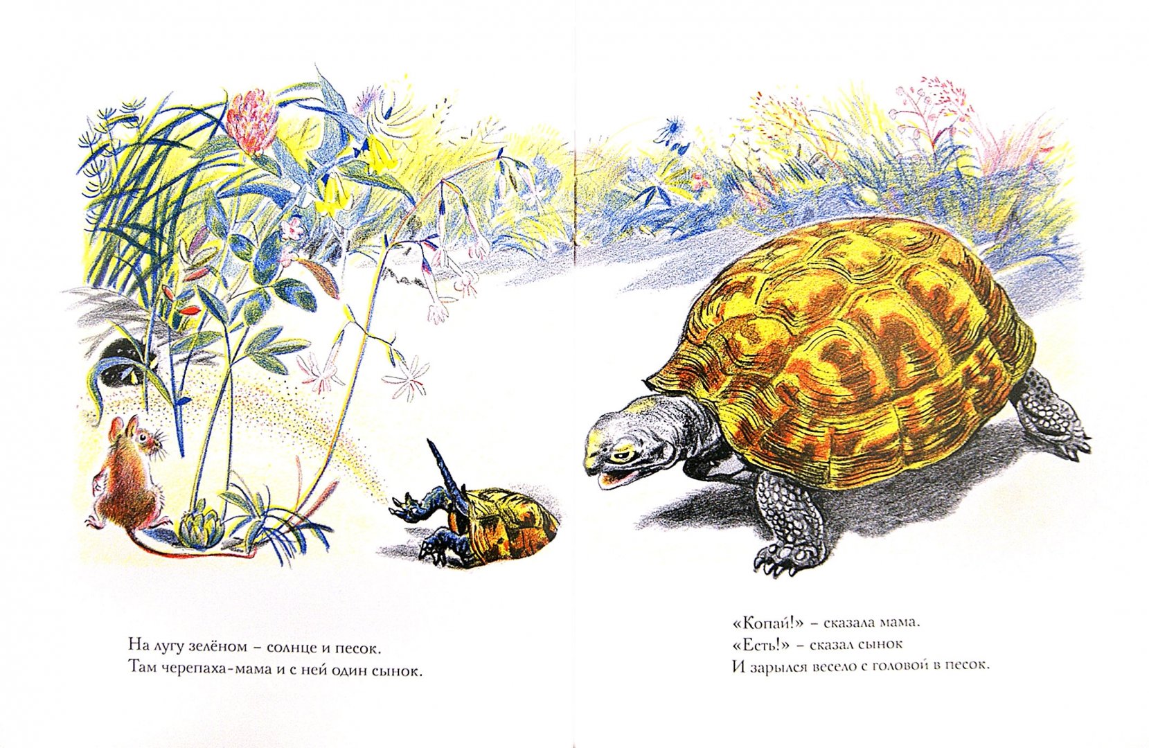 Читай про черепаху. Л Н толстой черепаха. Лев Николаевич толстой черепаха. Рассказ черепаха толстой. Иллюстрация к рассказу черепаха толстой.