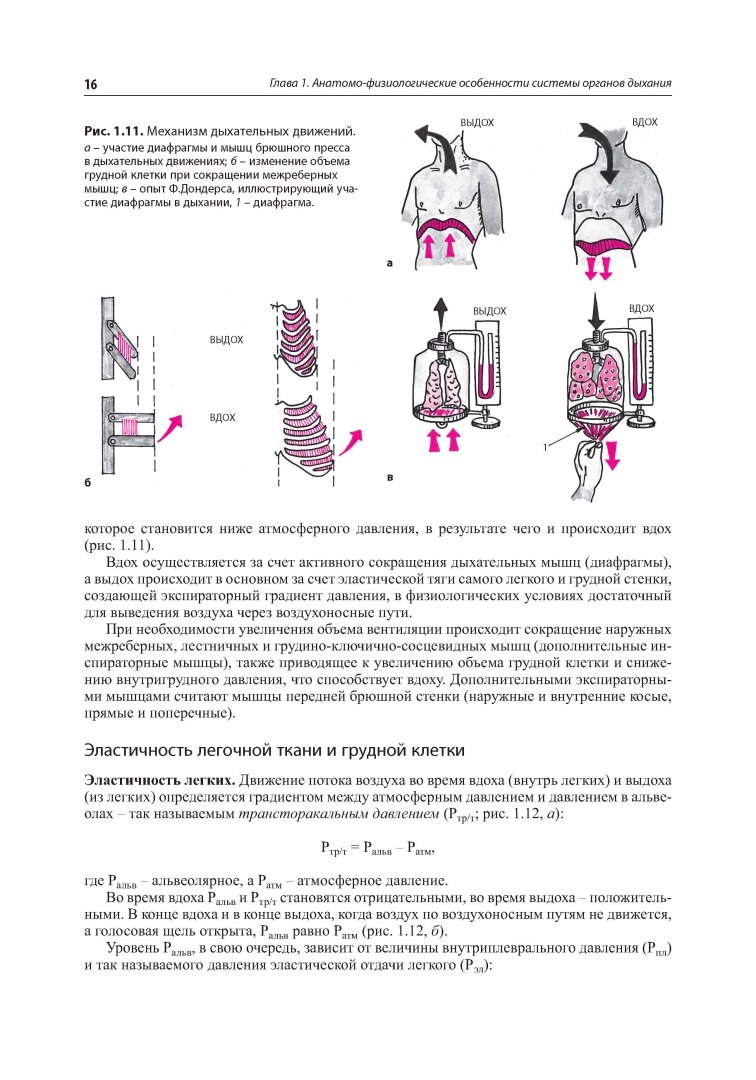 Иллюстрация 6 из 20 для Внутренние болезни. Система органов дыхания - Ройтберг, Струтынский | Лабиринт - книги. Источник: Лабиринт
