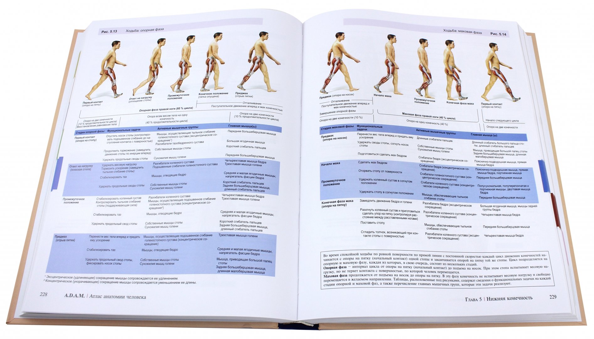 Иллюстрация 1 из 22 для A.D.A.M. Атлас анатомии человека - Олсон, Павлина | Лабиринт - книги. Источник: Лабиринт