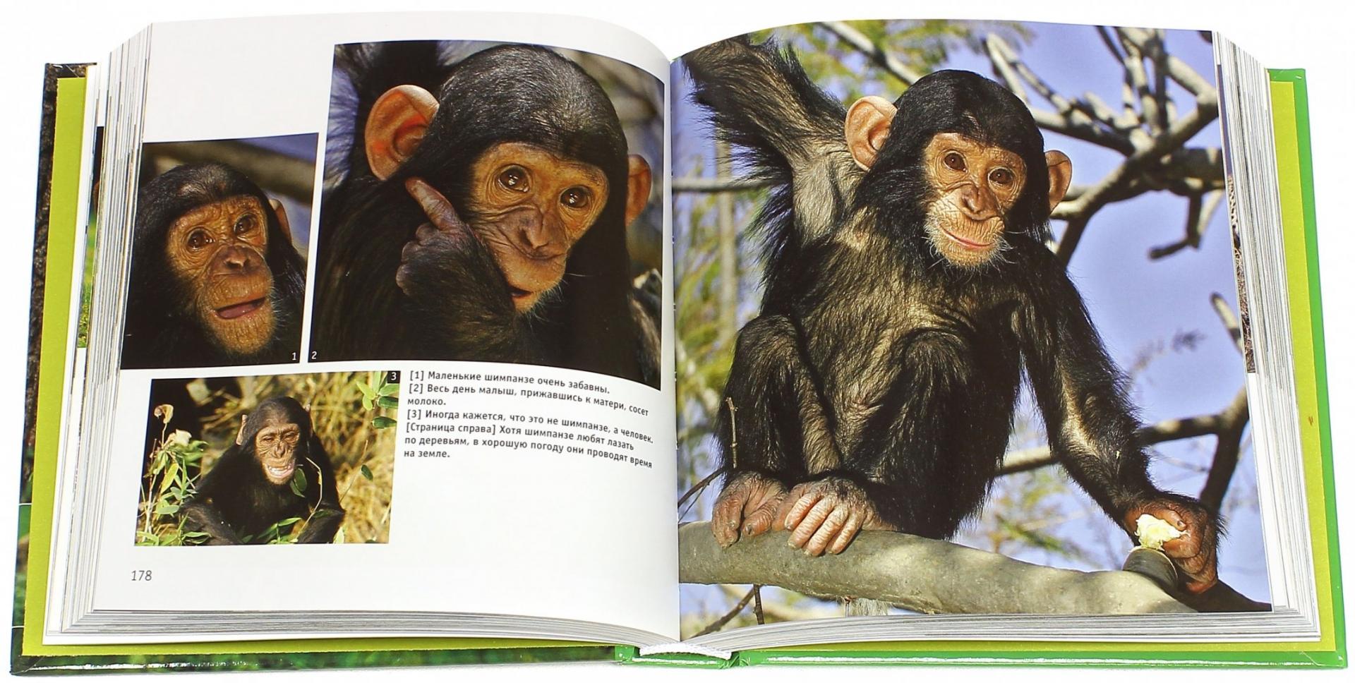 Иллюстрация 1 из 31 для Детеныши животных. 1001 фотография | Лабиринт - книги. Источник: Лабиринт