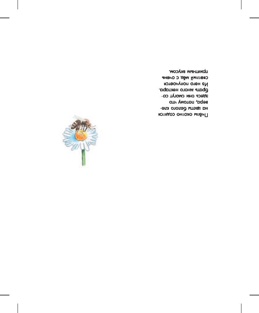 Иллюстрация 4 из 19 для Растения - Сюзанна Гернхаузер | Лабиринт - книги. Источник: Лабиринт