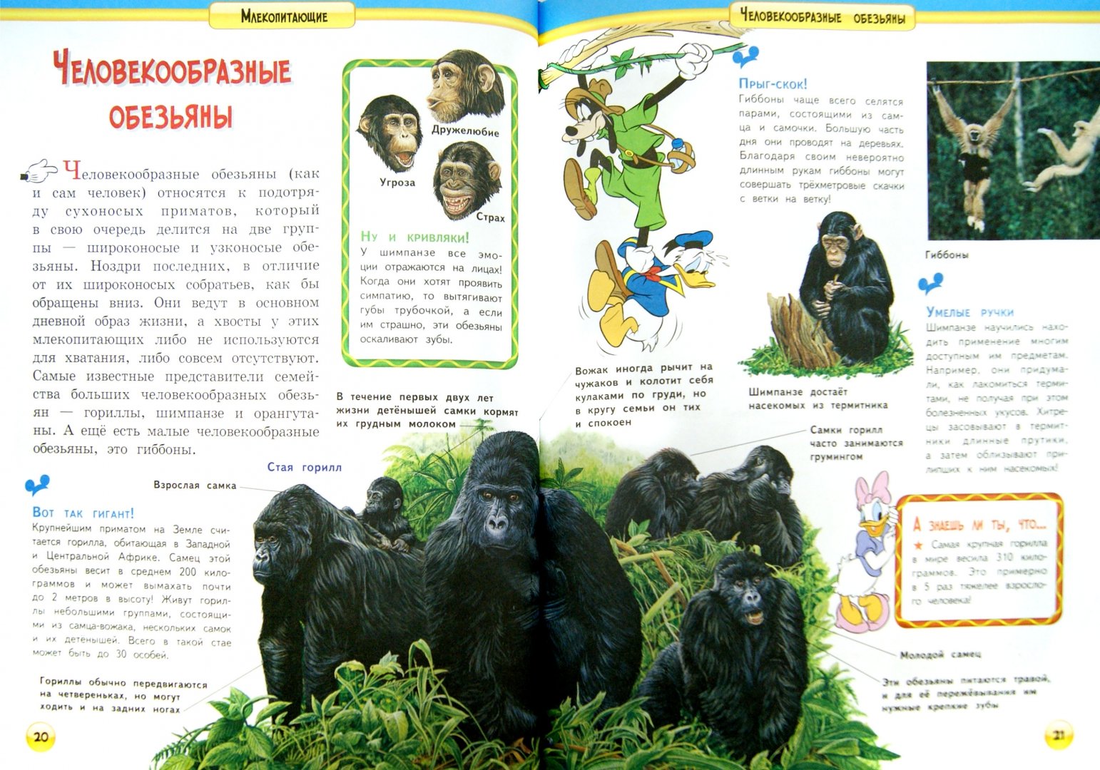 Иллюстрация 1 из 25 для Млекопитающие | Лабиринт - книги. Источник: Лабиринт