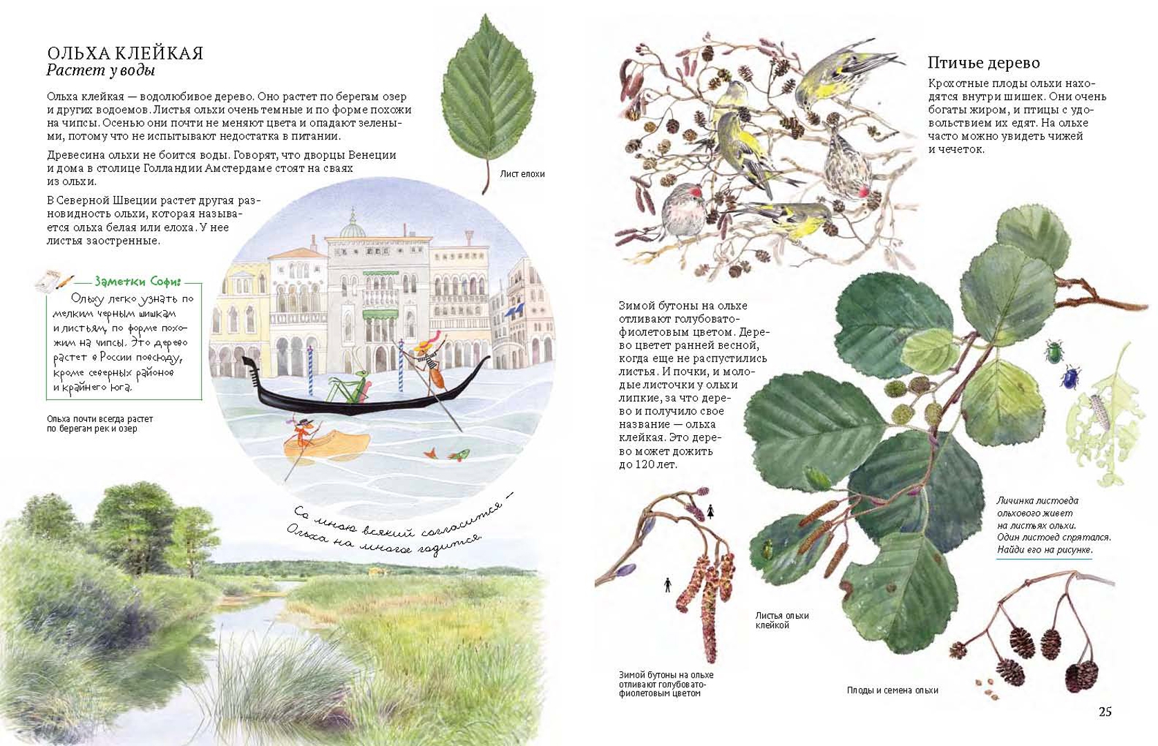 Иллюстрация 6 из 46 для Софи в мире деревьев - Стефан Каста | Лабиринт - книги. Источник: Лабиринт