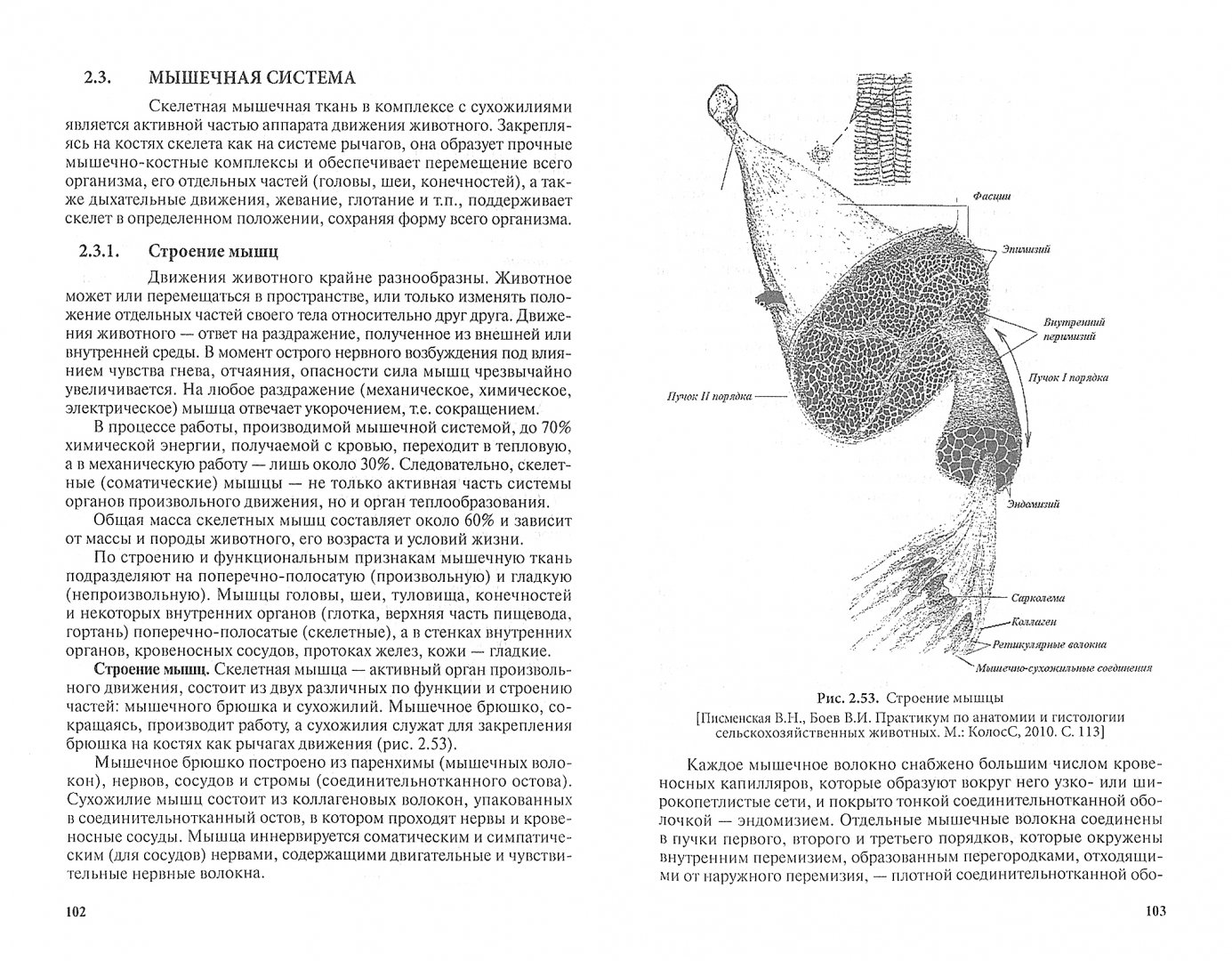 Иллюстрация 1 из 8 для Анатомия животных. Учебник - Боев, Журавлева, Брагин | Лабиринт - книги. Источник: Лабиринт