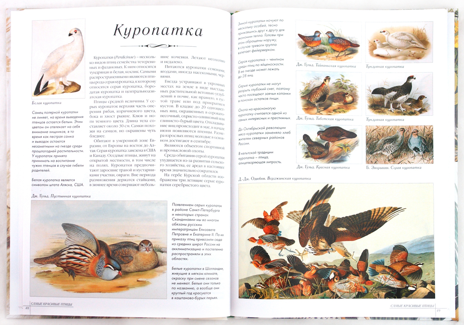 Иллюстрация 1 из 31 для Самые красивые птицы | Лабиринт - книги. Источник: Лабиринт