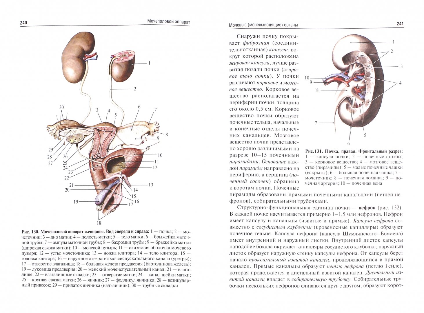 Иллюстрация 1 из 8 для Анатомия человека. Учебник для фармацевтических факультетов - Сапин, Никитюк, Клочкова | Лабиринт - книги. Источник: Лабиринт