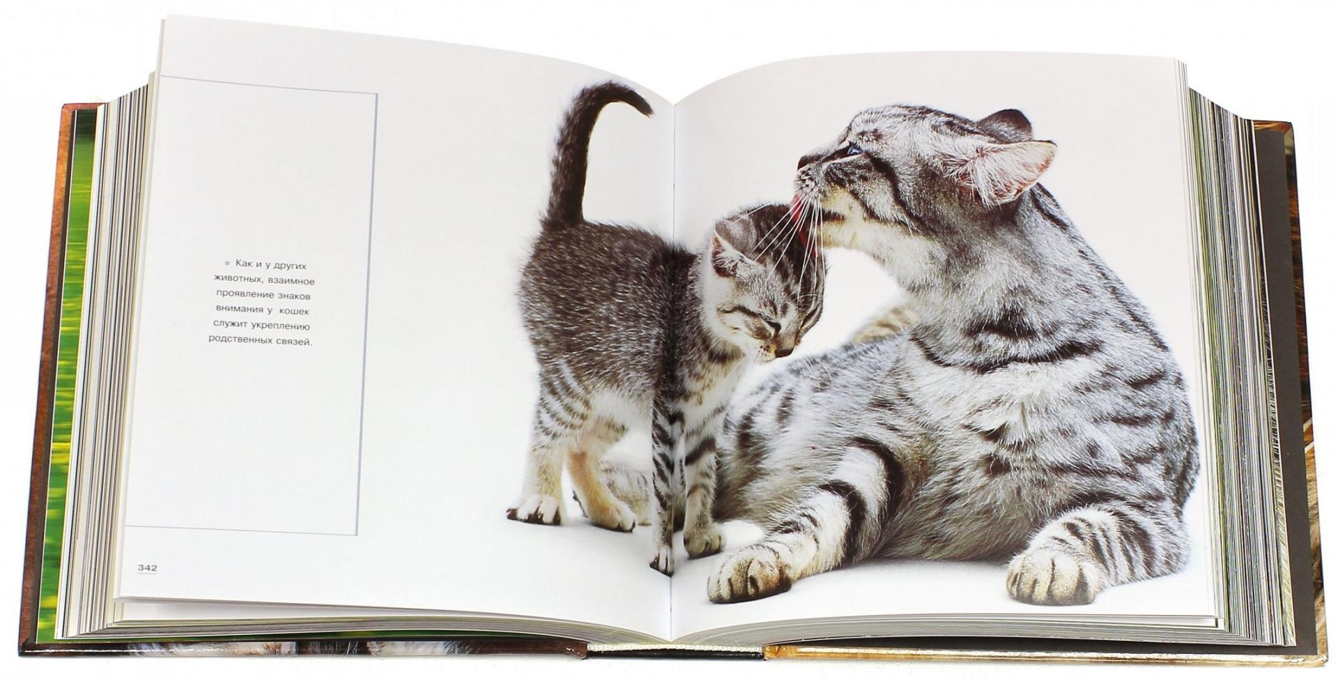 Иллюстрация 1 из 4 для Кошки - Громис ди Трана Катерина | Лабиринт - книги. Источник: Лабиринт