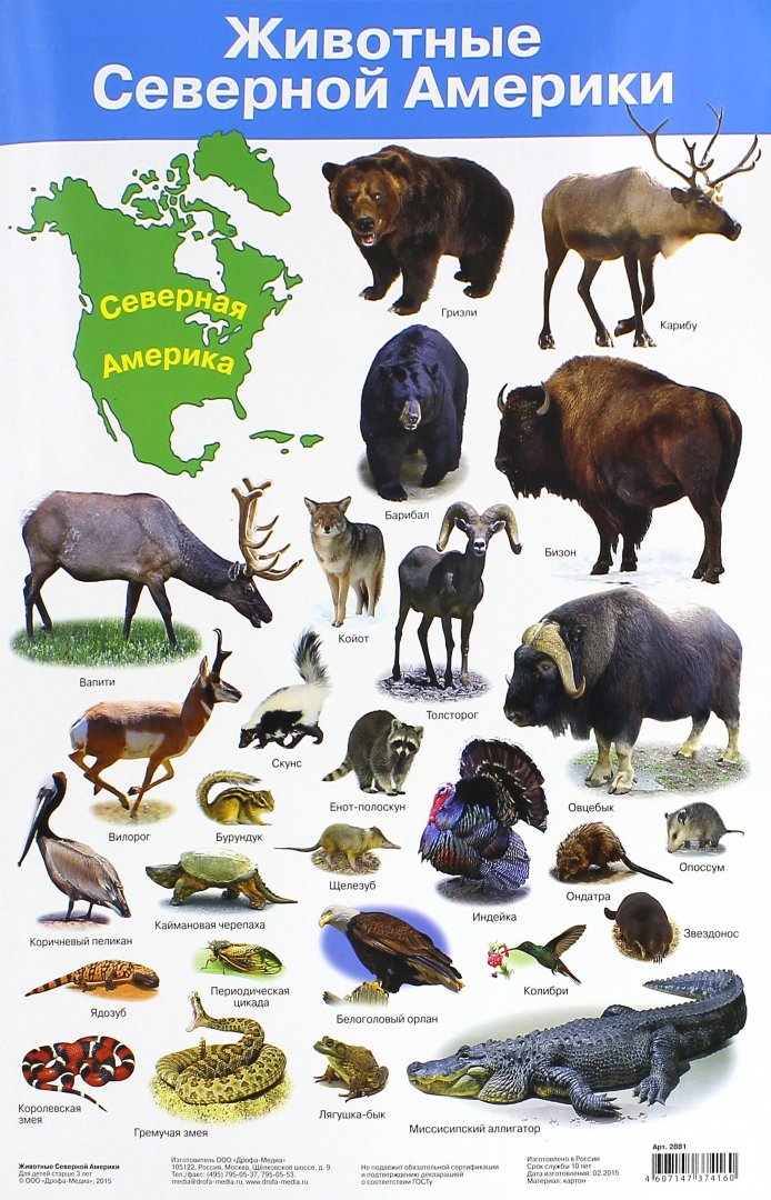 Иллюстрация 1 из 13 для Животные Северной Америки. Демонстрационный плакат (2881) | Лабиринт - книги. Источник: Лабиринт