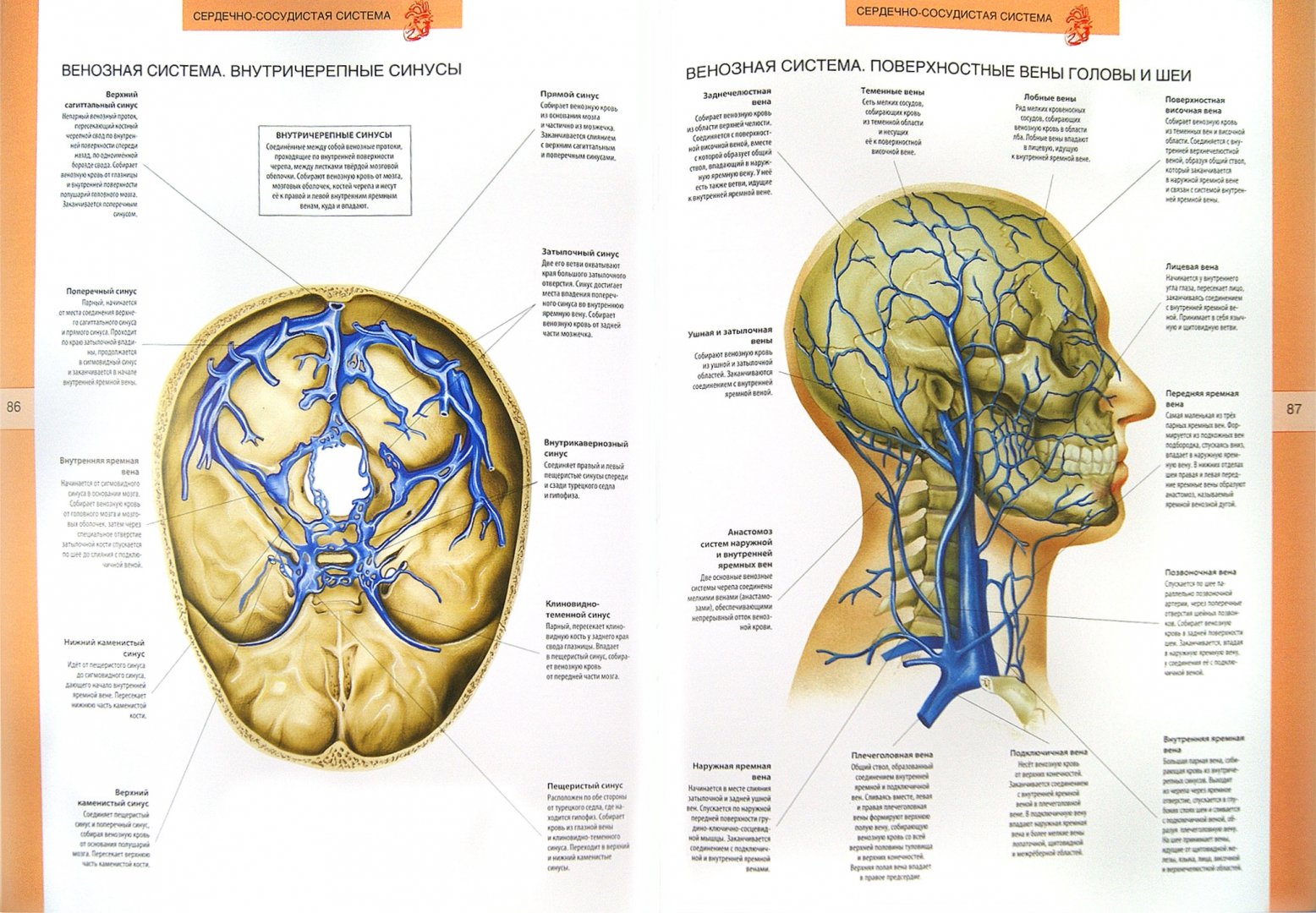 Иллюстрация 2 из 4 для Большой иллюстрированный атлас анатомии человека | Лабиринт - книги. Источник: Лабиринт