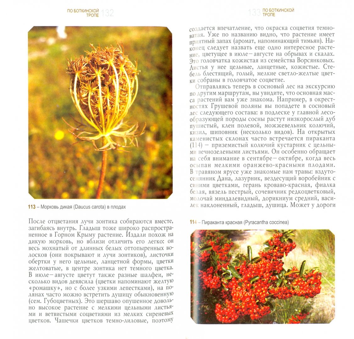 Иллюстрация 1 из 17 для Ботанические экскурсии по Горному Крыму - Крюкова, Исиков | Лабиринт - книги. Источник: Лабиринт